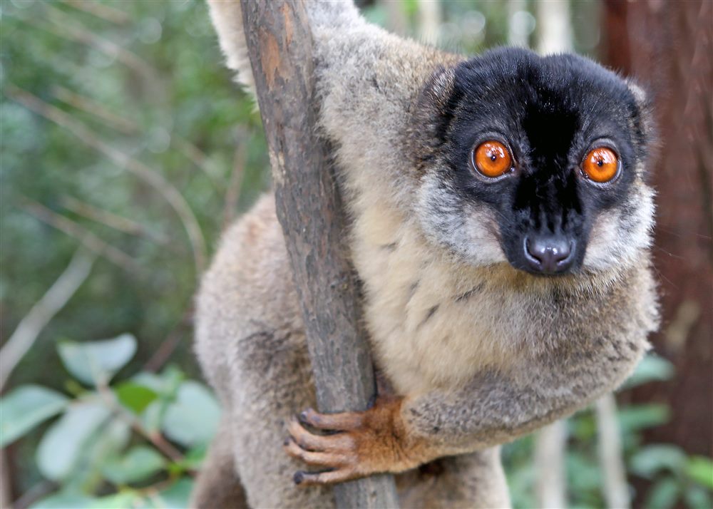 Lémur fauve (Eulemur fulvus)