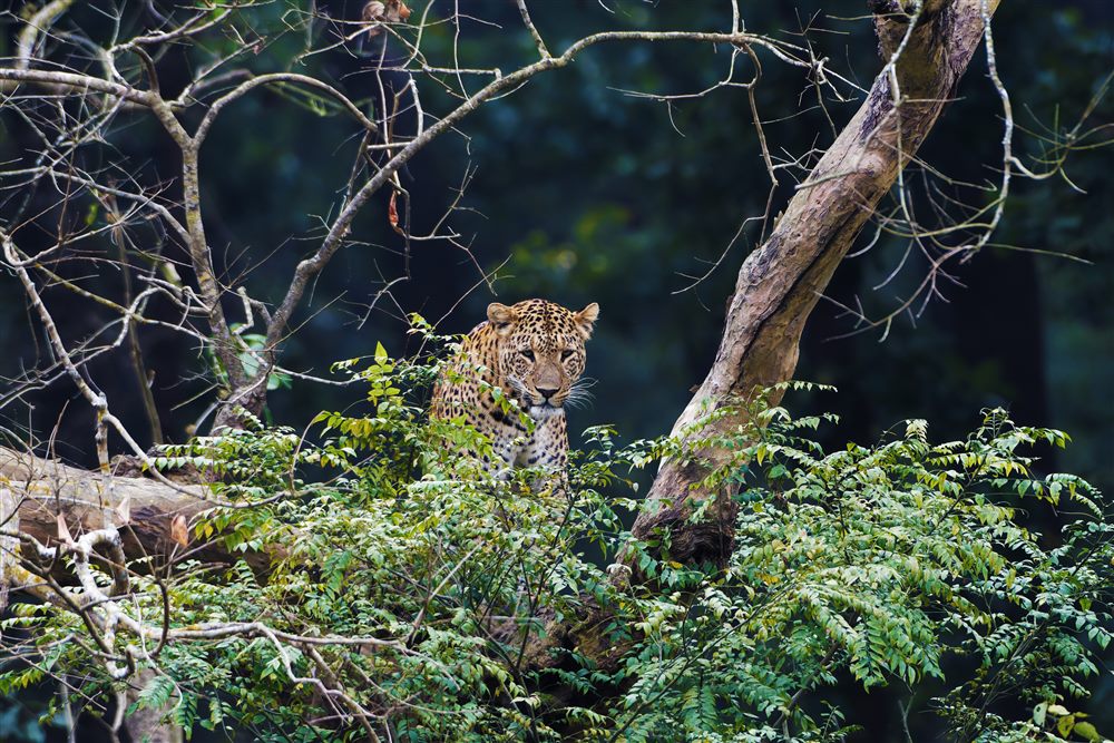 Léopard (Panthera pardus)