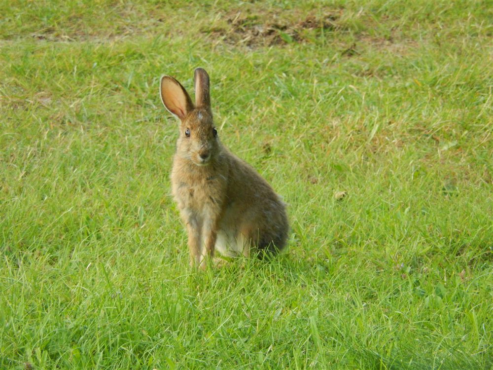 Lièvre d'Amérique (Lepus americanus)