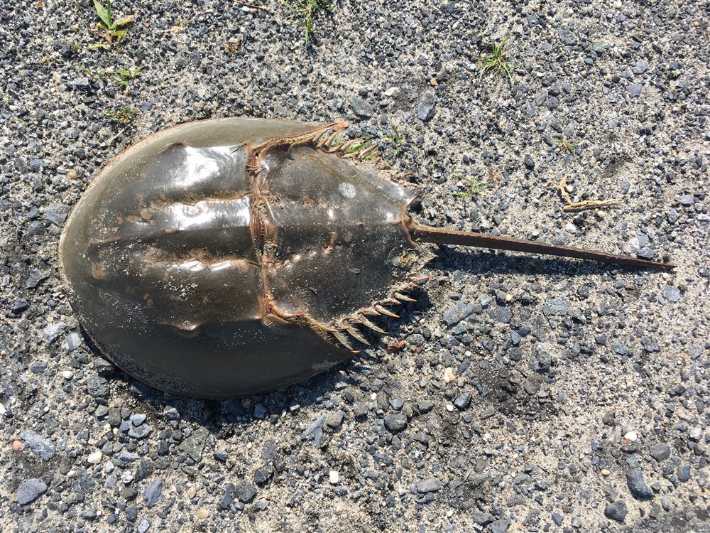 Limule (Limulus polyphemus)