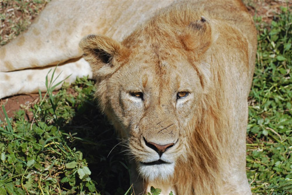 Lion d'Afrique (Panthera leo)