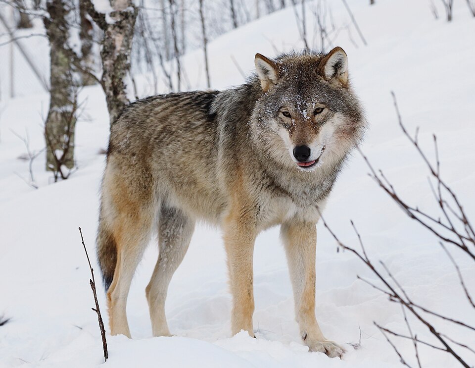 Loup gris (Canis lupus)