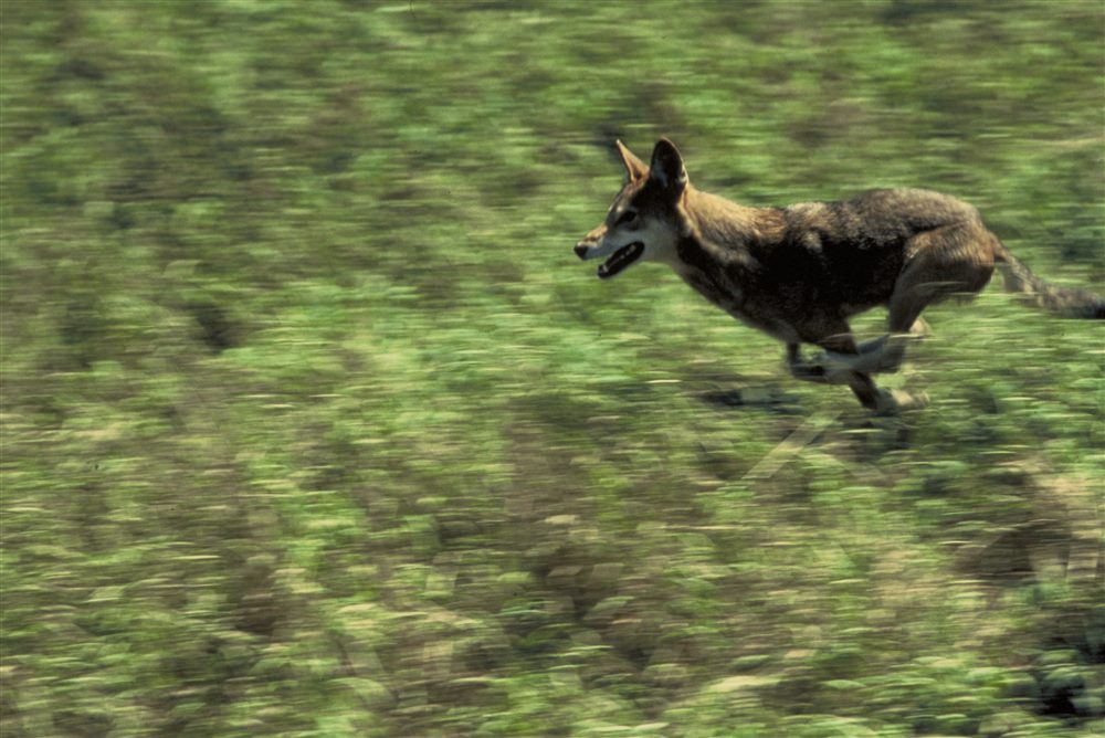 Loup roux (Canis rufus)