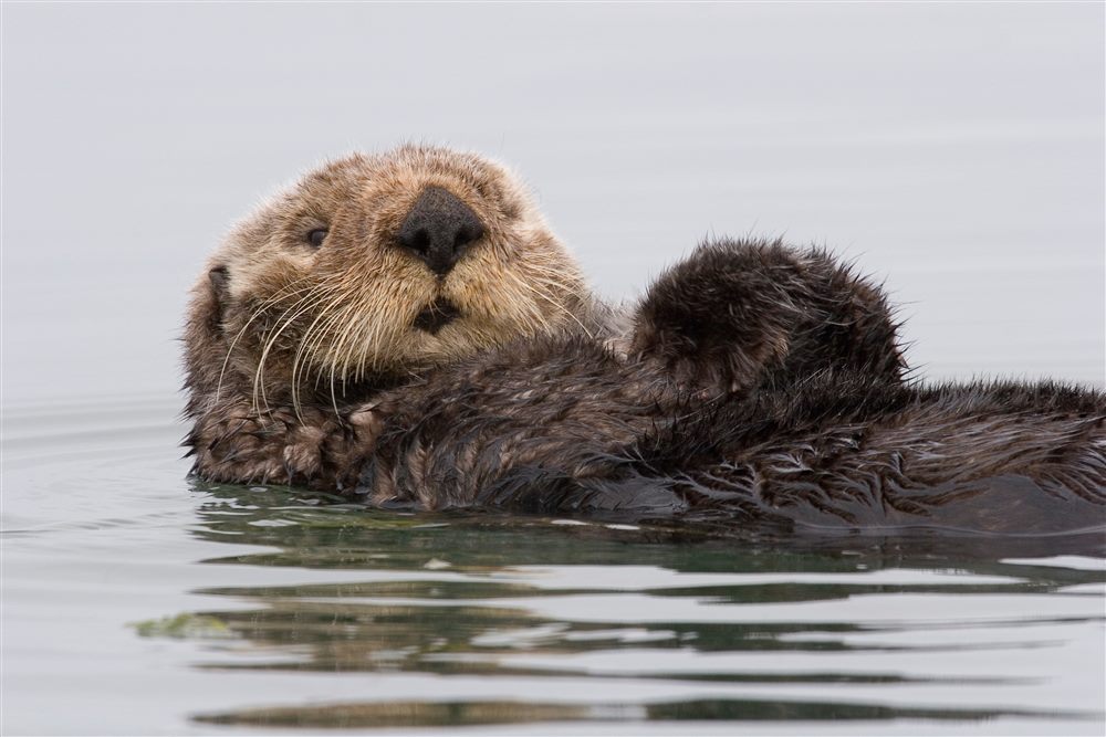 Loutre de mer (Enhydra lutris)