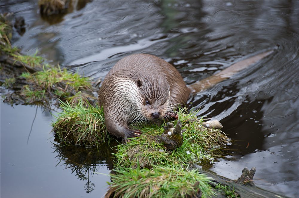 Loutre d'Europe (Lutra lutra)