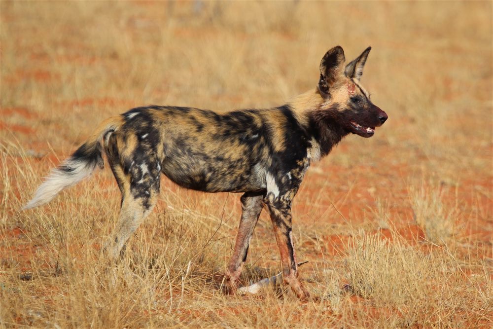 Lycaon (Lycaon pictus)