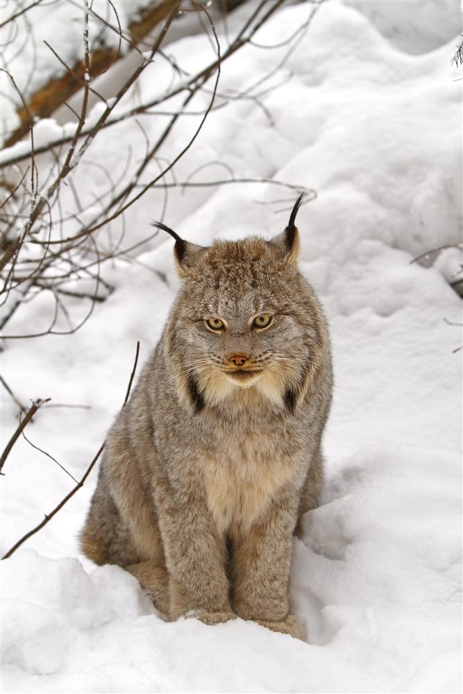 Lynx du Canada (Lynx canadensis)
