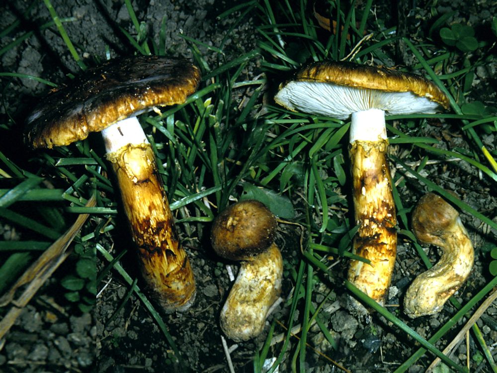 Matsutake (Tricholoma matsutake)