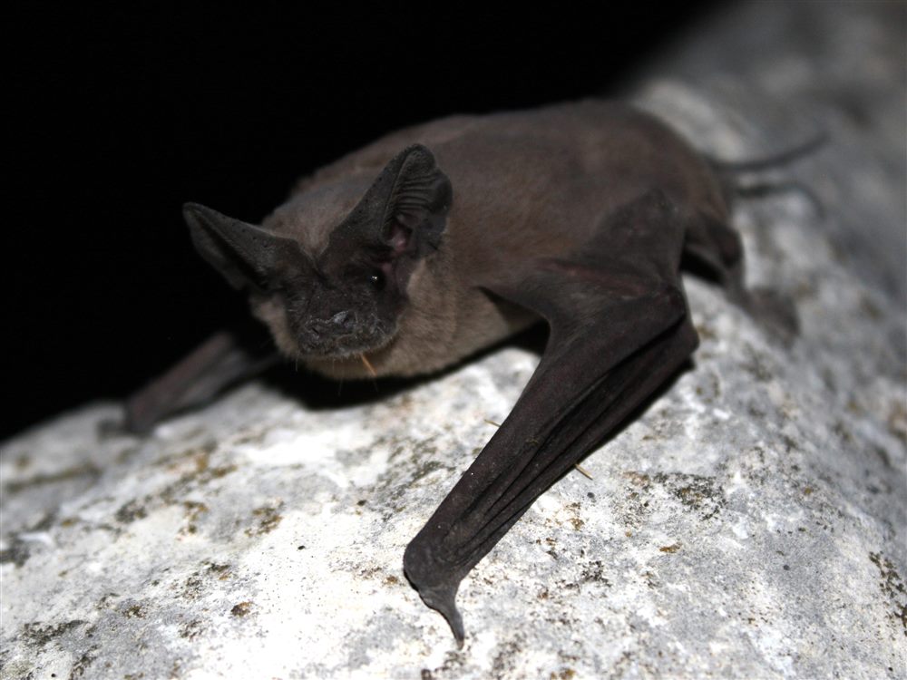 Molosse du Brésil (Tadarida brasiliensis)