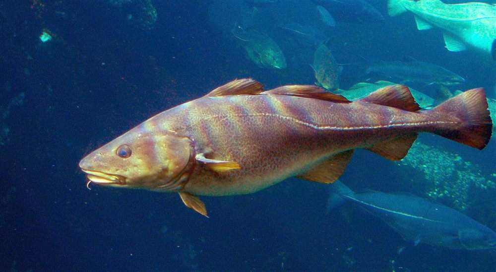 Morue franche (Gadus morhua)