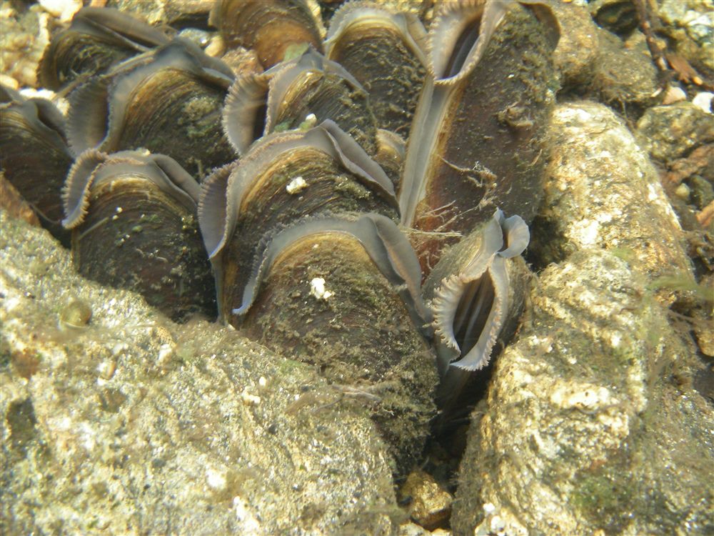 Moule perlière d'eau douce (Margaritifera margaritifera)