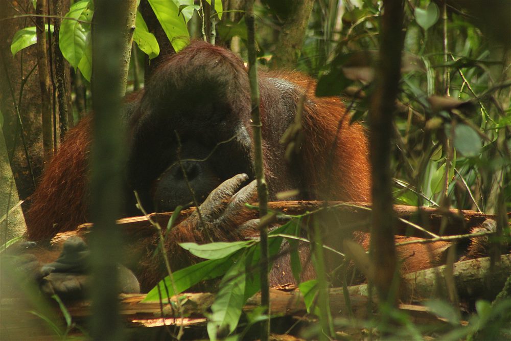 Orang-outan de Bornéo (Pongo pygmaeus)
