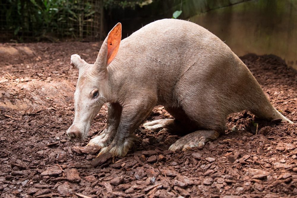 Oryctérope du Cap (Orycteropus afer)
