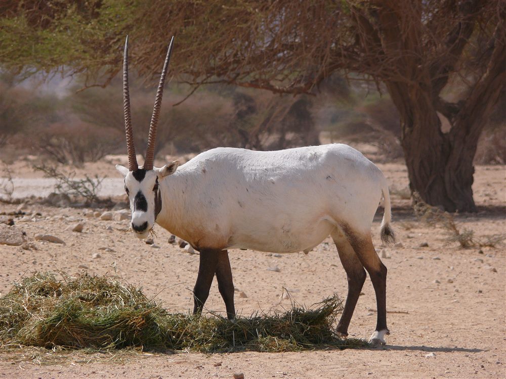 Oryx d'Arabie (Oryx leucoryx)