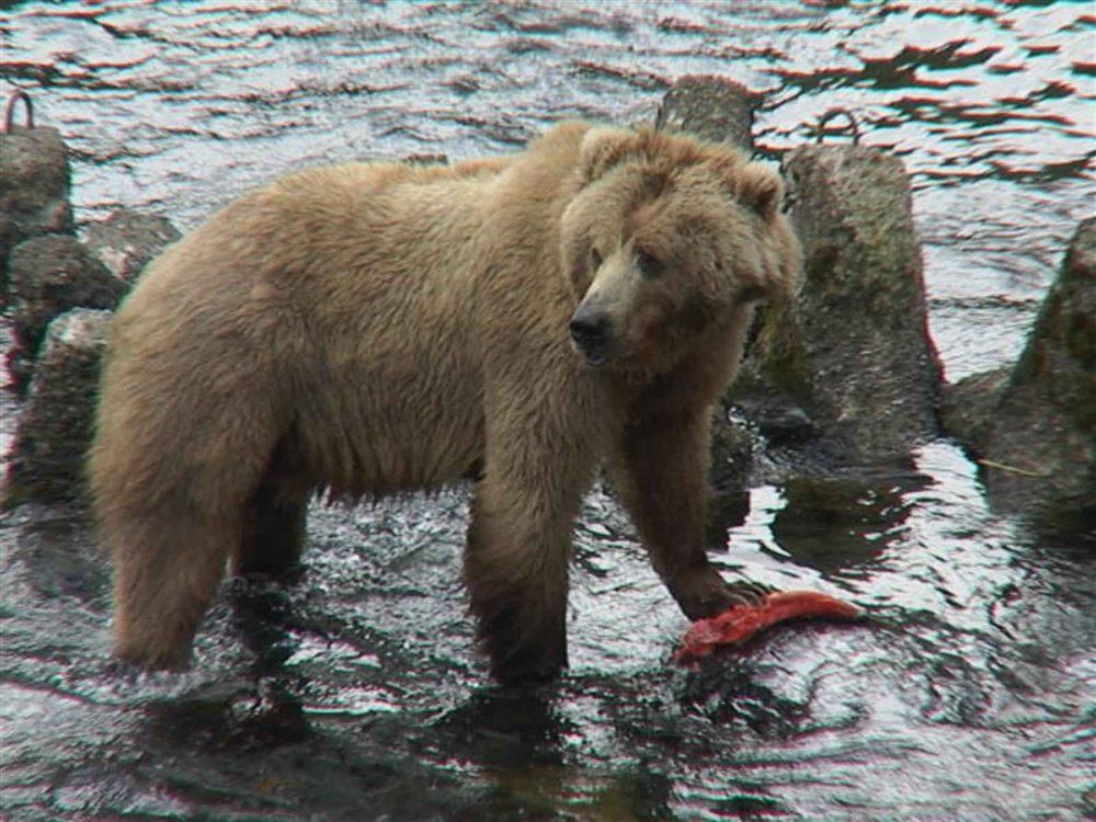 Ours brun (Ursus arctos)