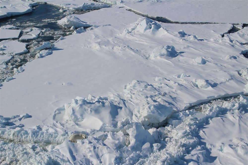 Ours polaire (Ursus maritimus)