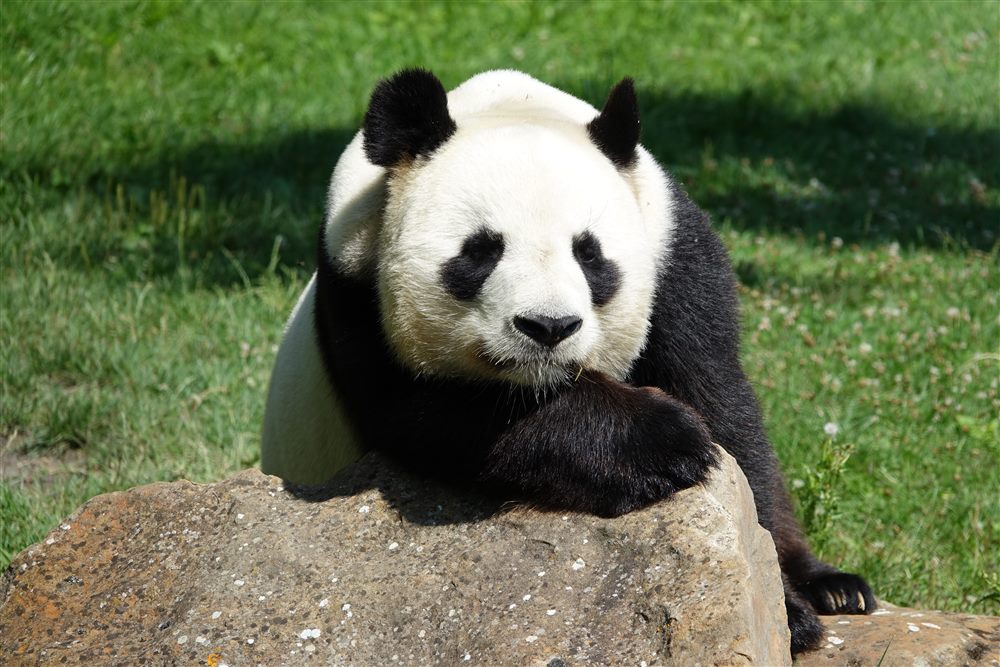 Panda géant (Ailuropoda melanoleuca)