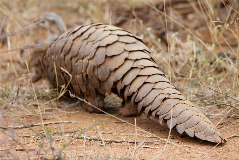 Pangolin de Temminck (Smutsia temminckii)