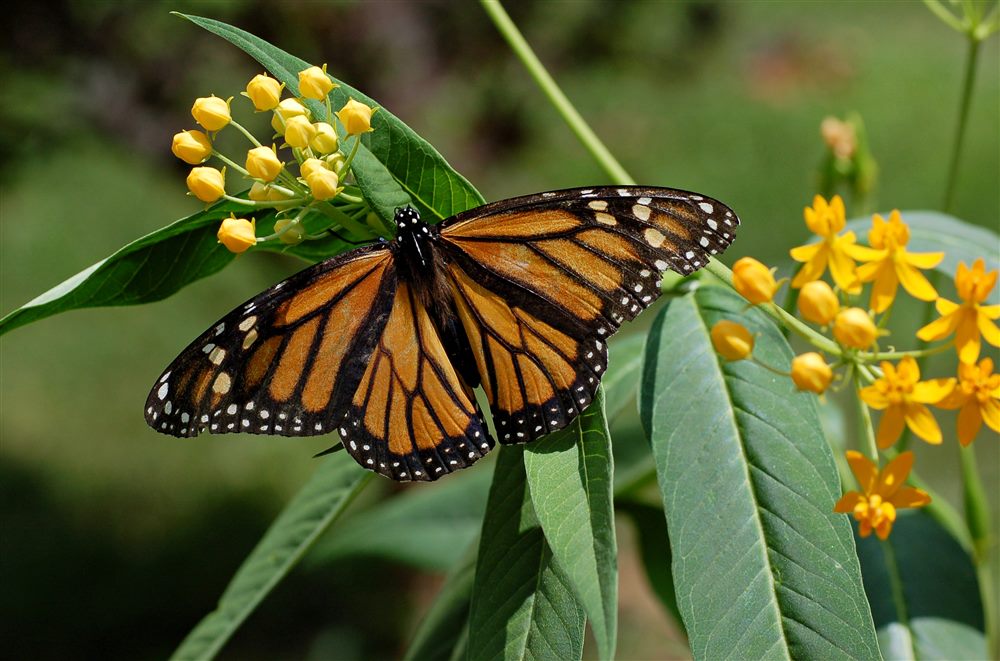 Papillon monarque (Danaus plexippus)