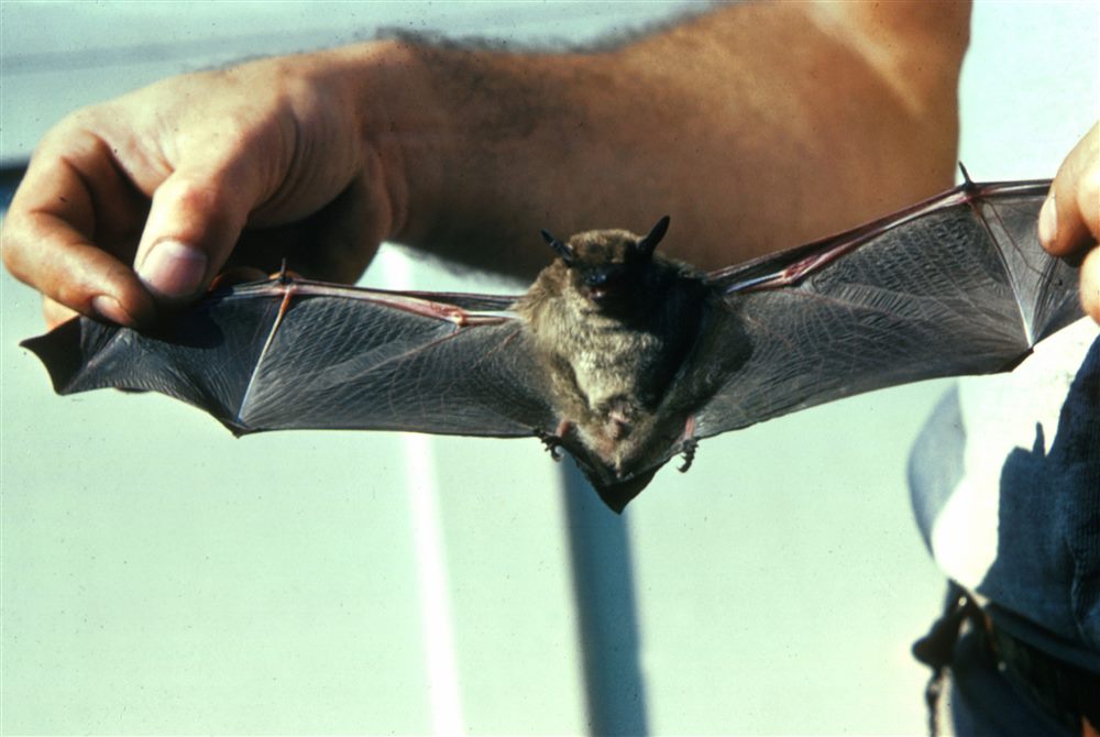Petite chauve-souris brune (vespertilion brun) (Myotis lucifugus)