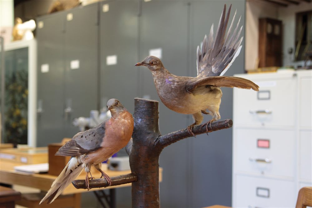 Pigeon migrateur (Ectopistes migratorius)