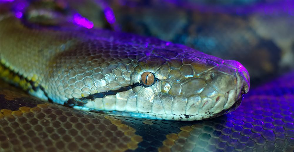 Python birman (Python bivittatus)