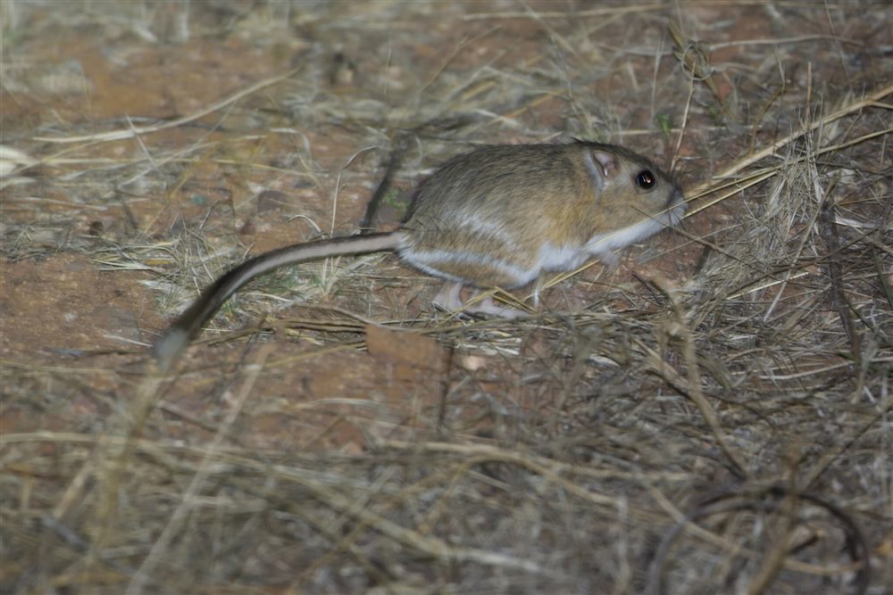 Rat-kangourou à queue en drapeau (Dipodomys spectabilis)
