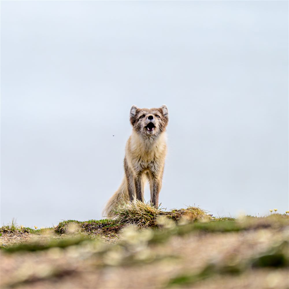 Renard arctique (Vulpes lagopus)