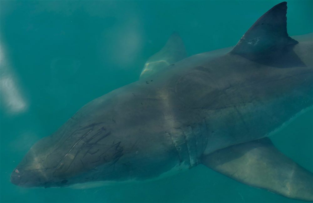 Grand requin blanc (Carcharodon carcharias)