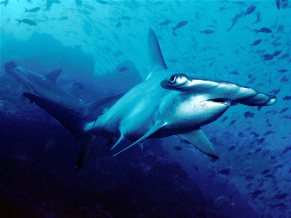 Requin marteau halicorne (Sphyrna lewini)