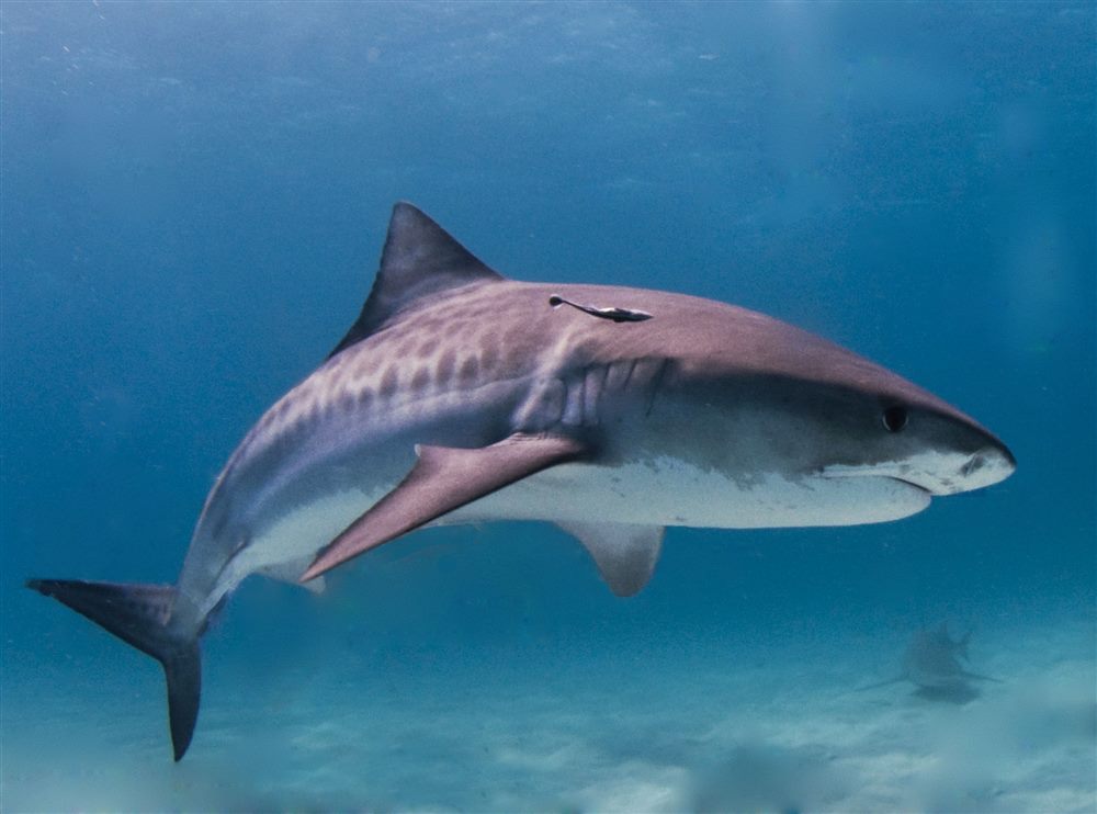Requin tigre (Galeocerdo cuvier)