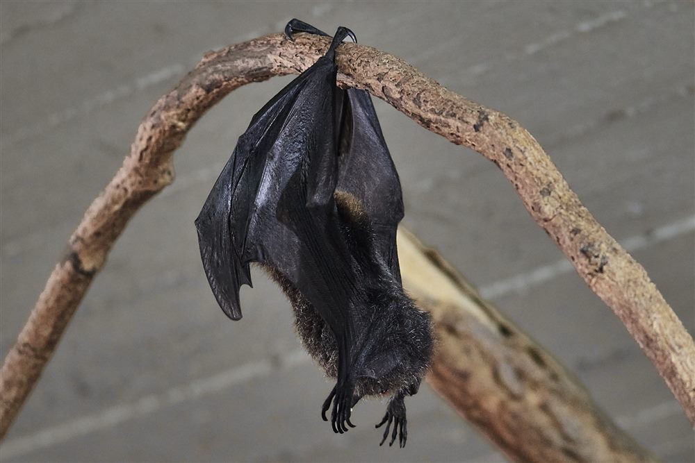 Roussette de Rodrigues (Pteropus rodricensis)