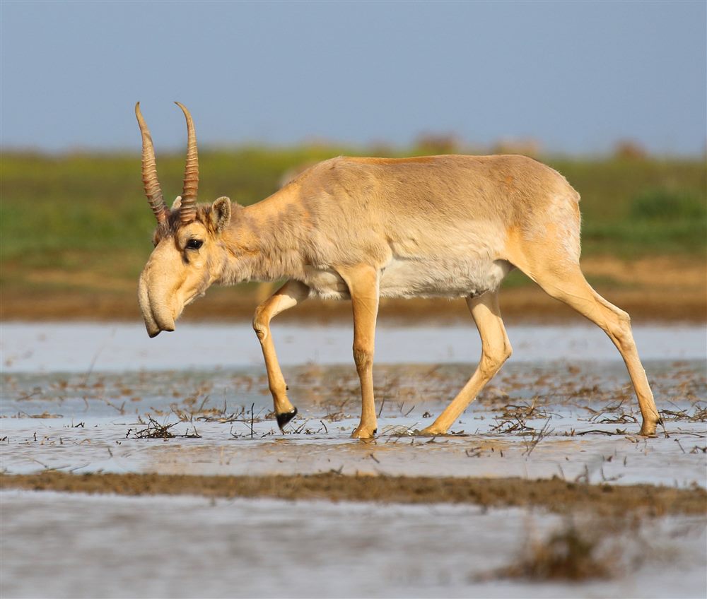 Saïga (Saiga tatarica)