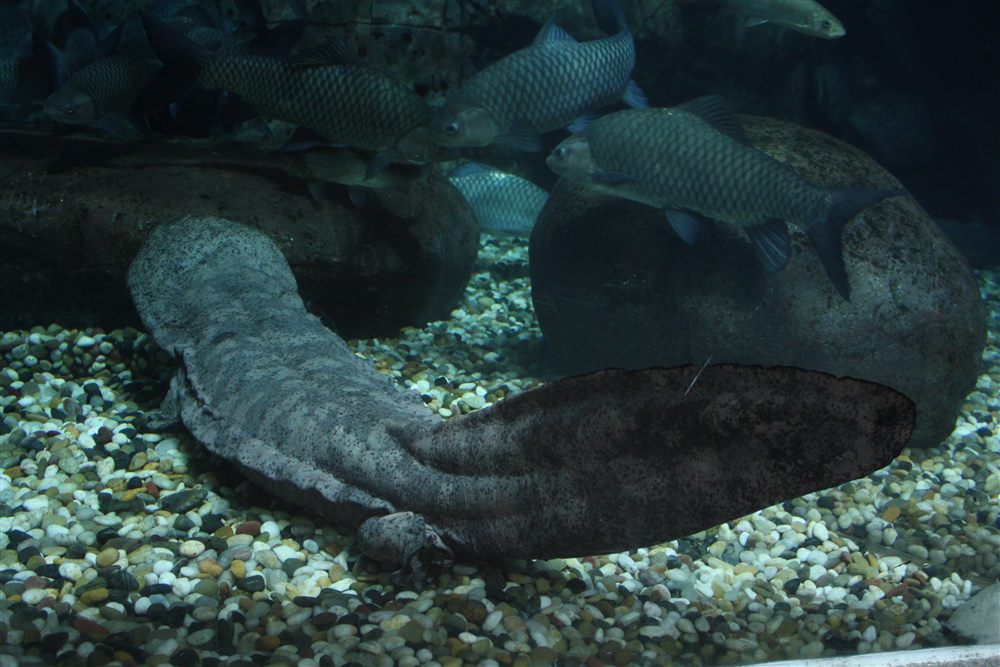 Salamandre géante de Chine (Andrias davidianus)