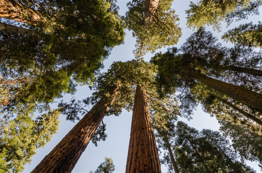 Séquoia géant (Sequoiadendron giganteum)