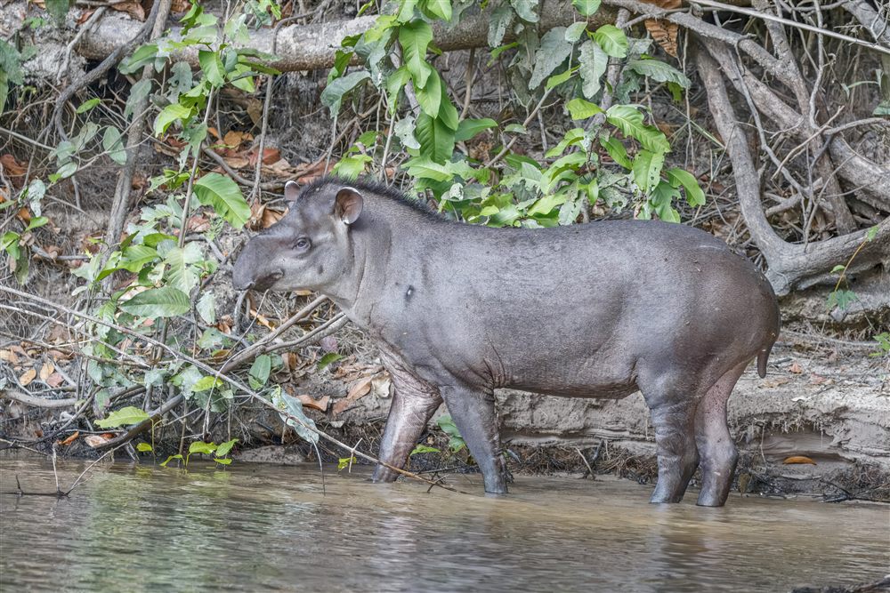 Tapir du Brésil (Tapirus terrestris)