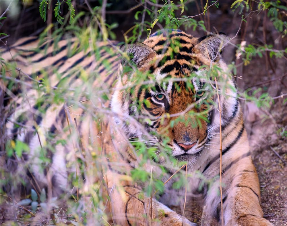 Tigre (Panthera tigris)