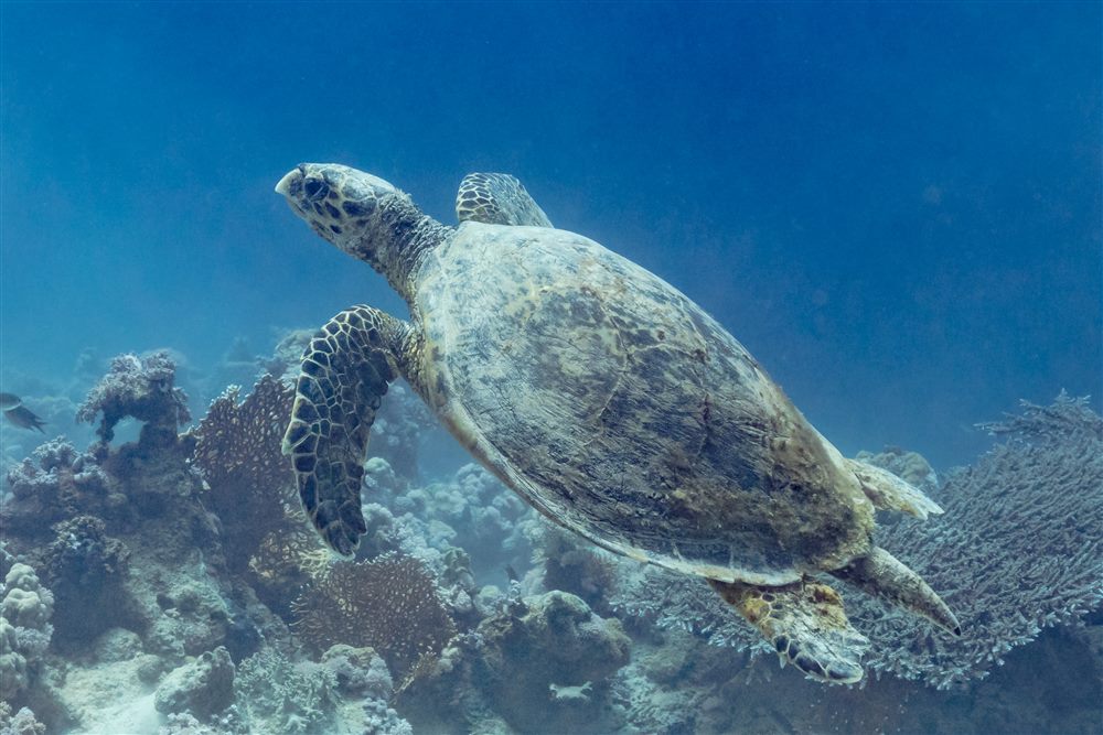 Tortue imbriquée (Eretmochelys imbricata)
