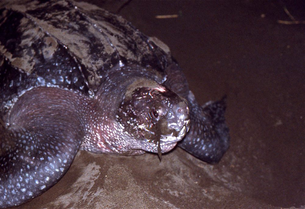 Tortue luth (Dermochelys coriacea)