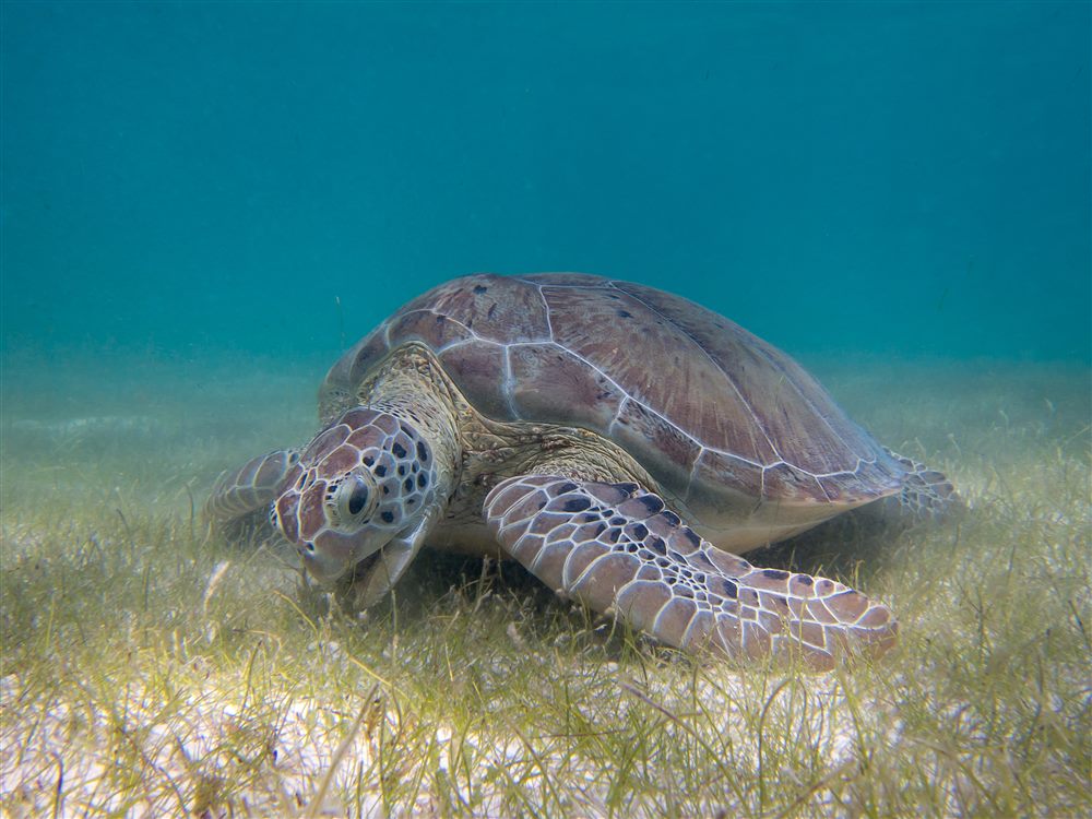 Tortue verte (Chelonia mydas)