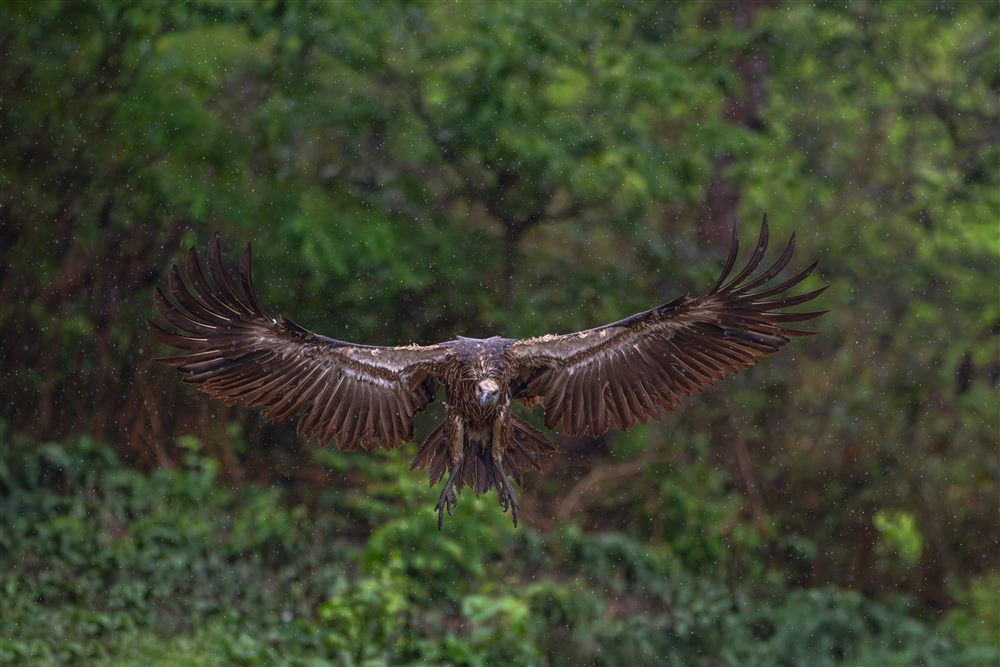 Vautour à dos blanc (Gyps bengalensis)