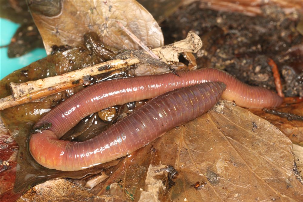 Ver de terre commun (Lumbricus terrestris)