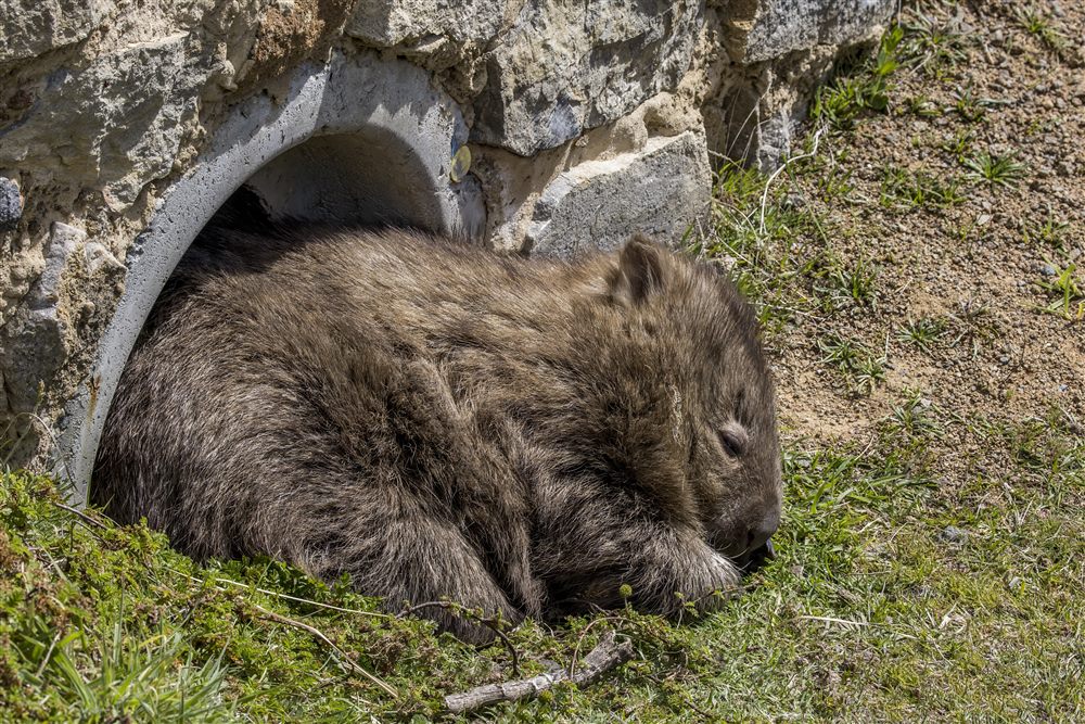 Wombat commun (Vombatus ursinus)