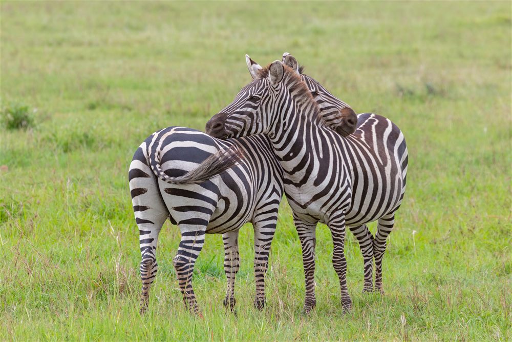 Zèbre des plaines (Equus quagga)